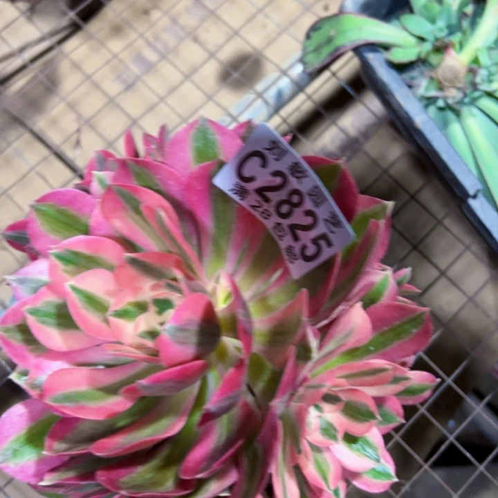 2825多肉植物法师法师粉女巫