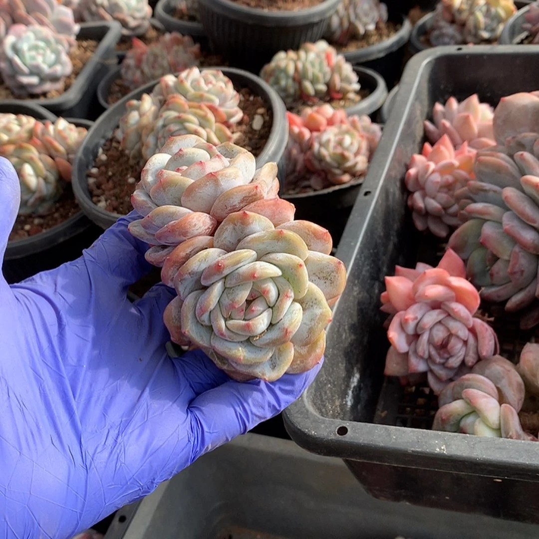 哈哈哈哈哈哈哈哈星影多肉13