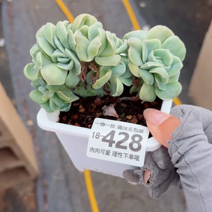可爱玫瑰缀化多肉无盆土发货多肉多