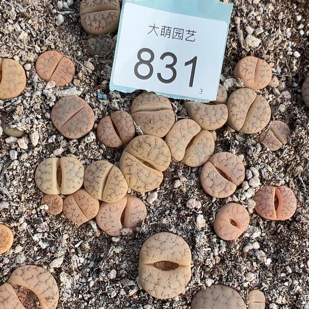 0000831量拍383舞岚玉10颗