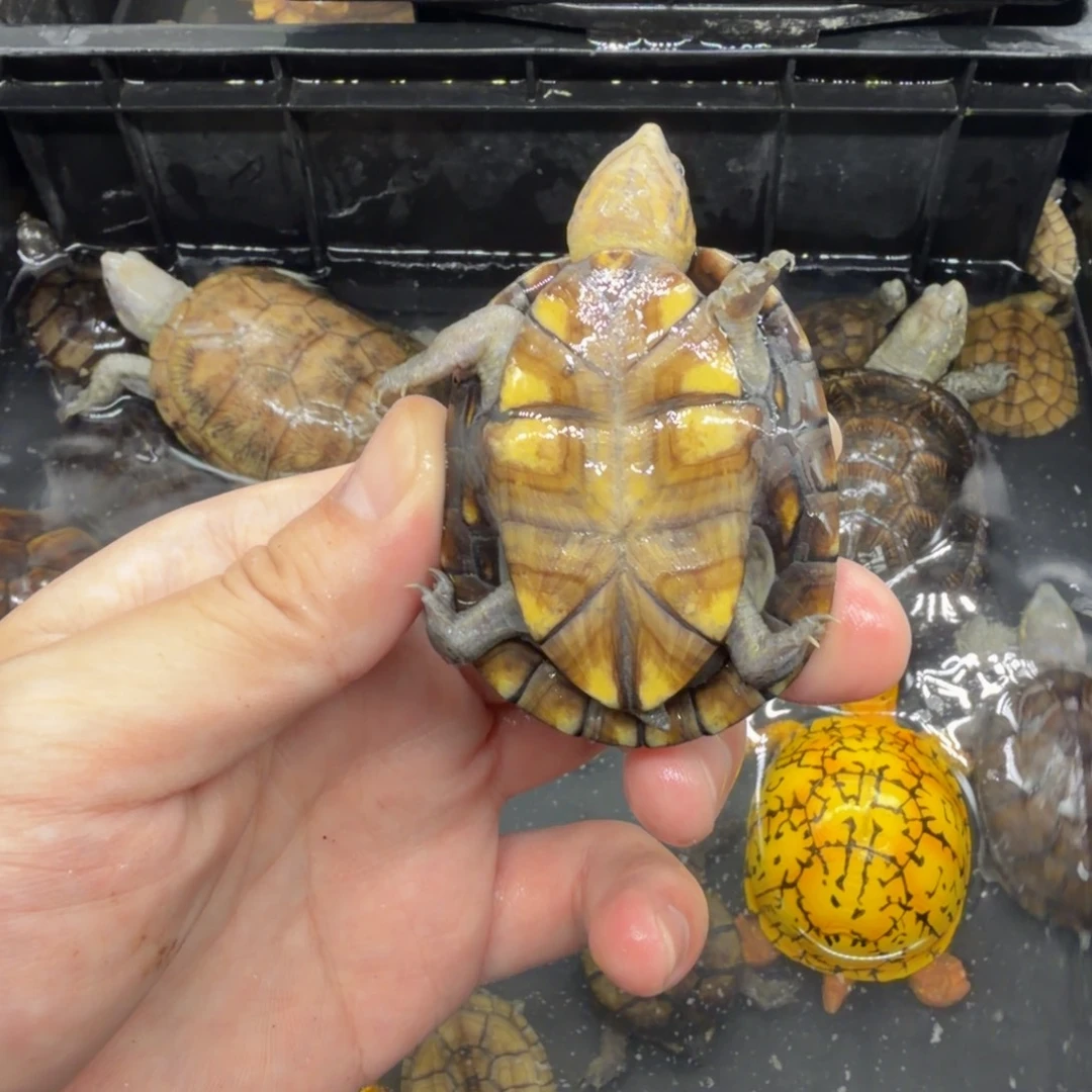 宠物龟不分公母红面