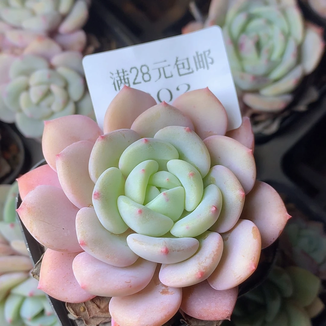 【闪购商品】云302号