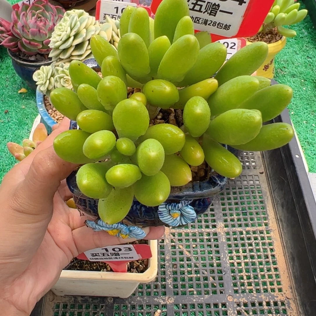 表妹精品多肉植物104.