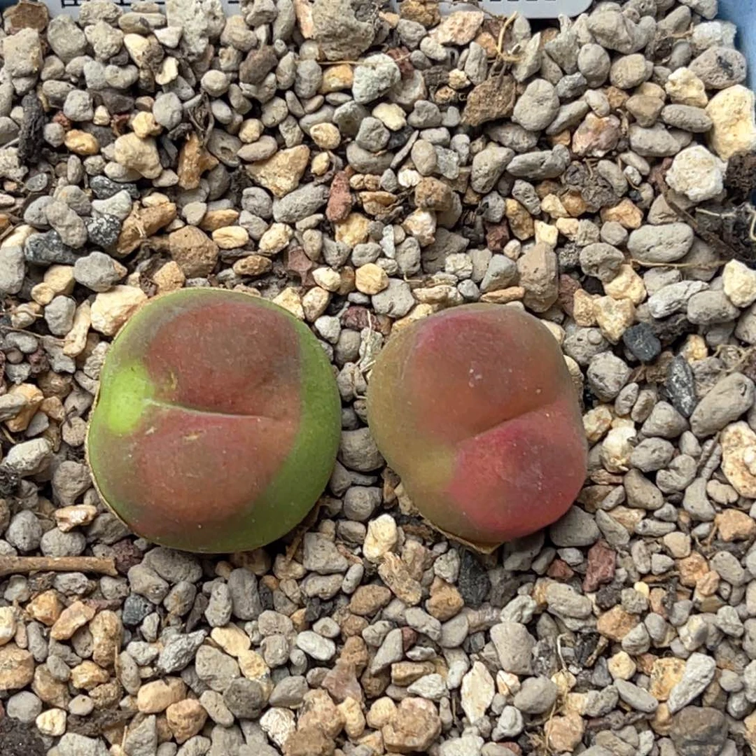 4768毛毛2尺寸1.3