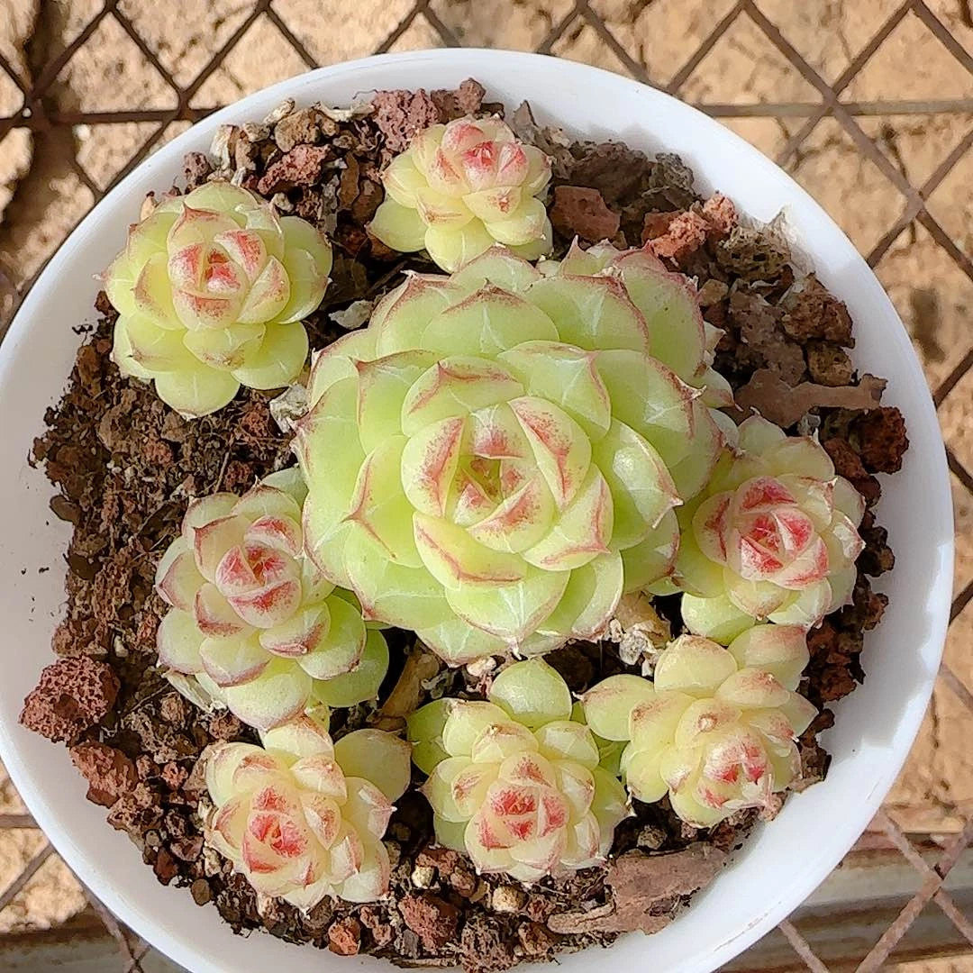 1128-75（女王包子优选）