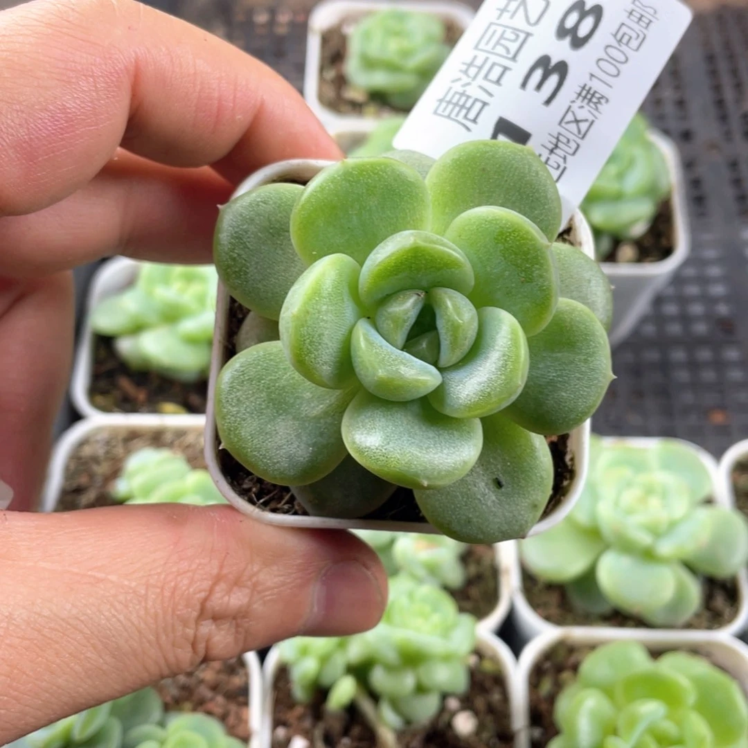 根***醒优选珍妮一物一拍138