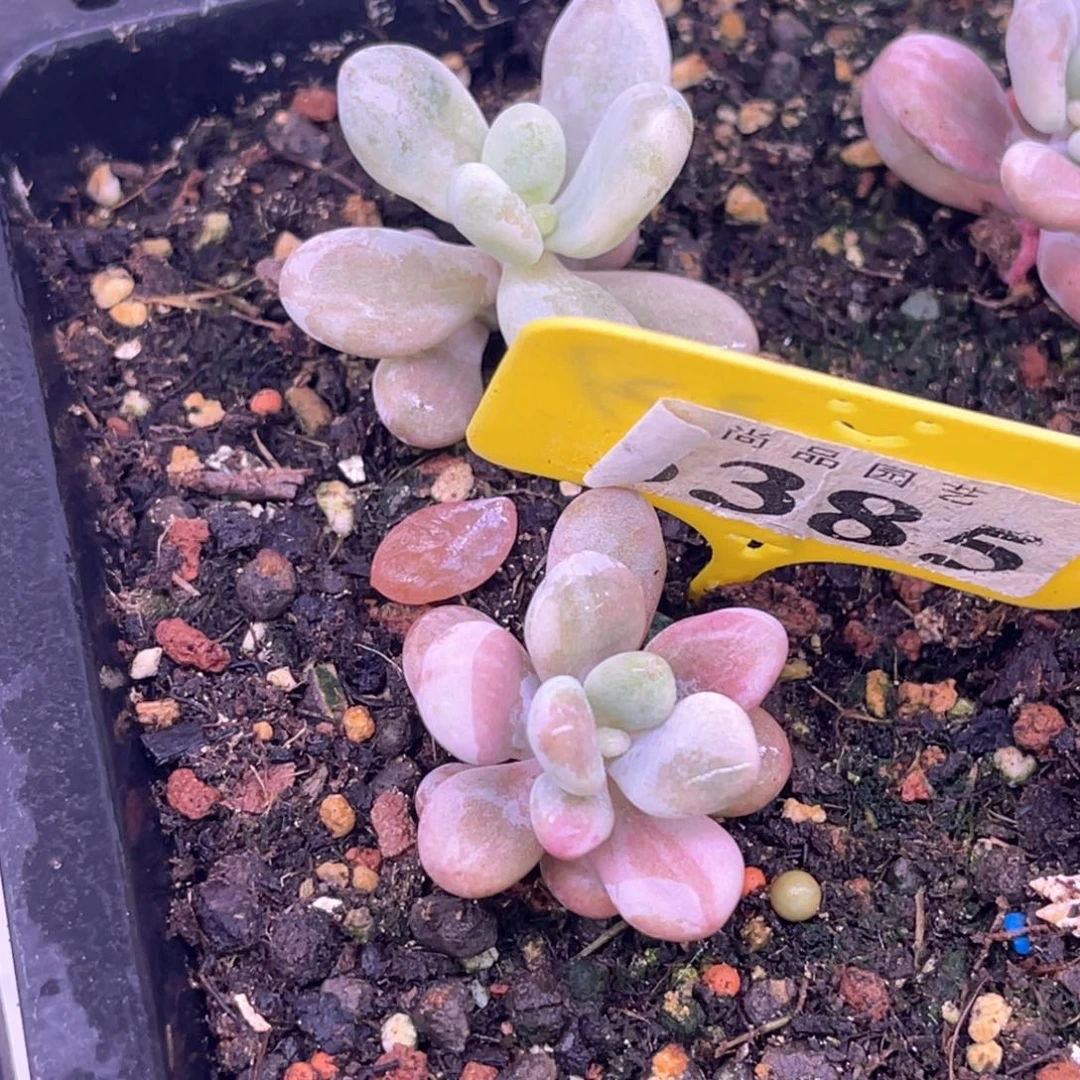 五多肉特价嫁接3385