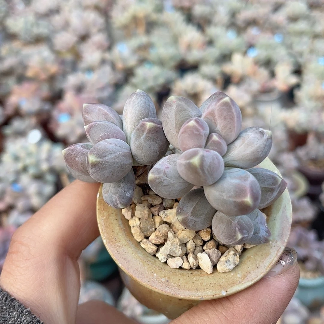 星空美人 带盆发货 5口盆
