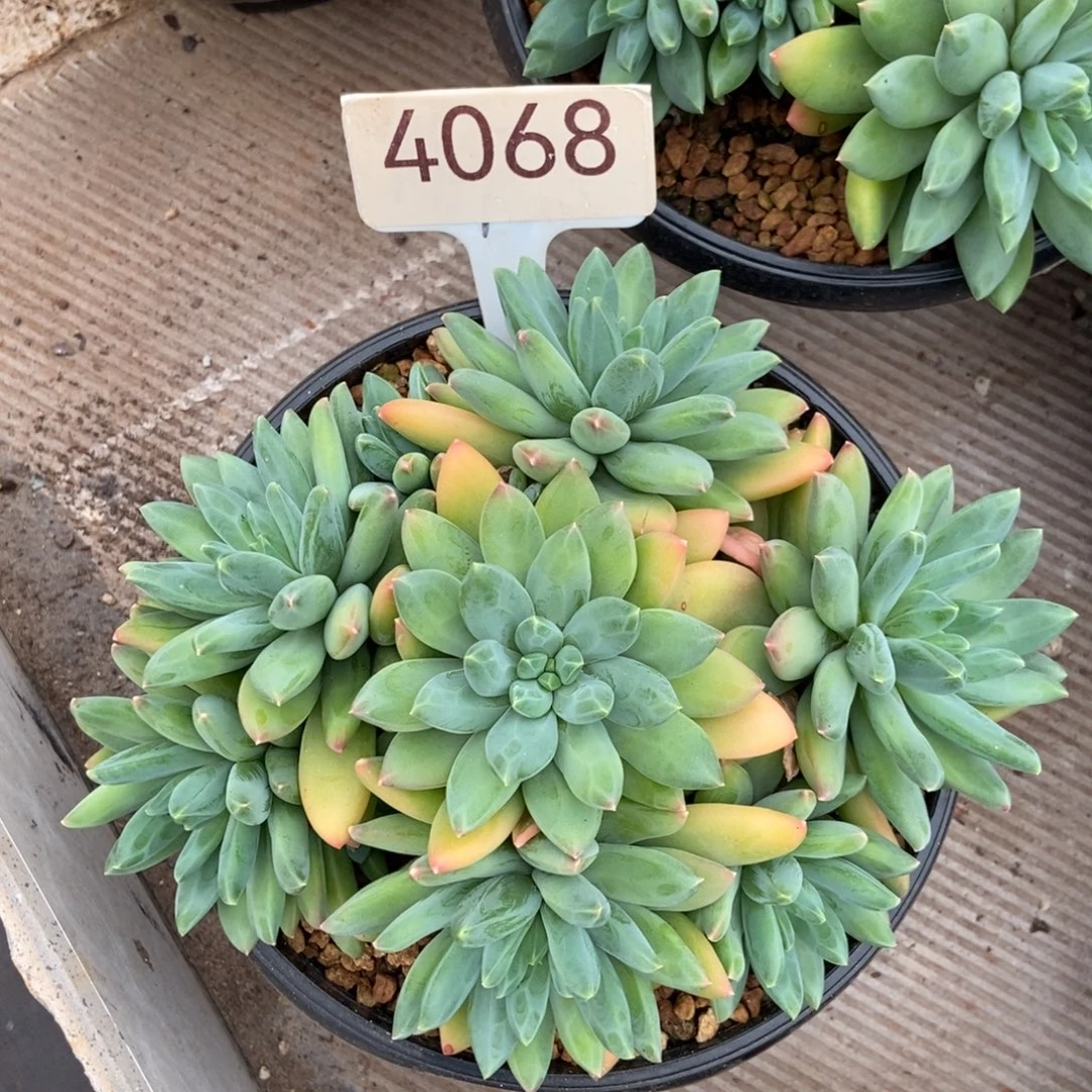 纳芙蒂蒂。 4068号。