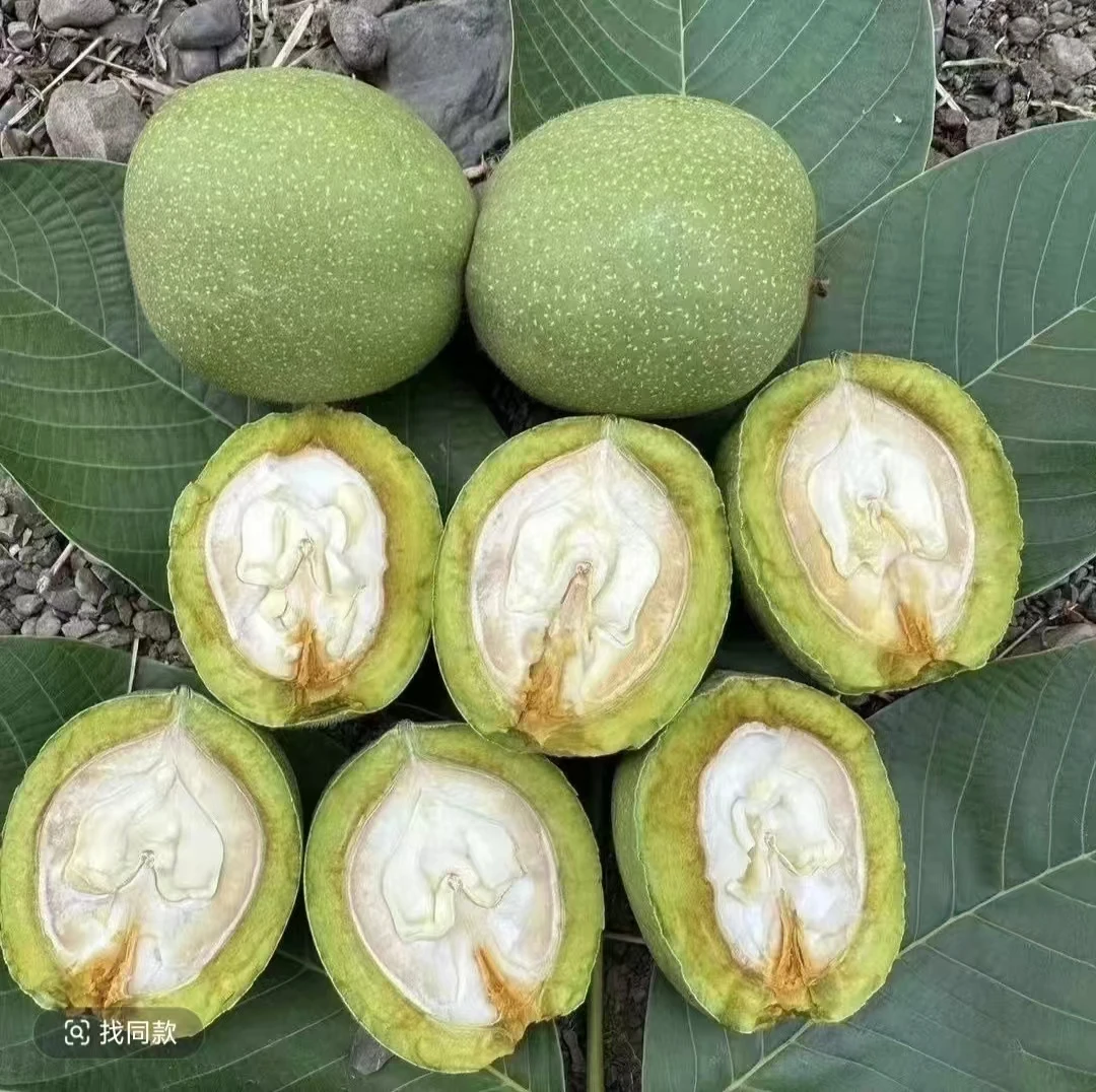 正宗新鲜带青皮生核桃薄皮脆甜营养美味dmsk湿核桃宝宝抢着吃ht