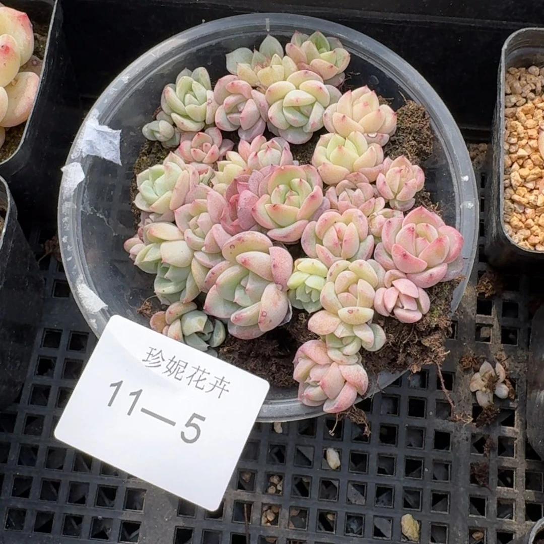 珍妮切糕一份量拍11-5