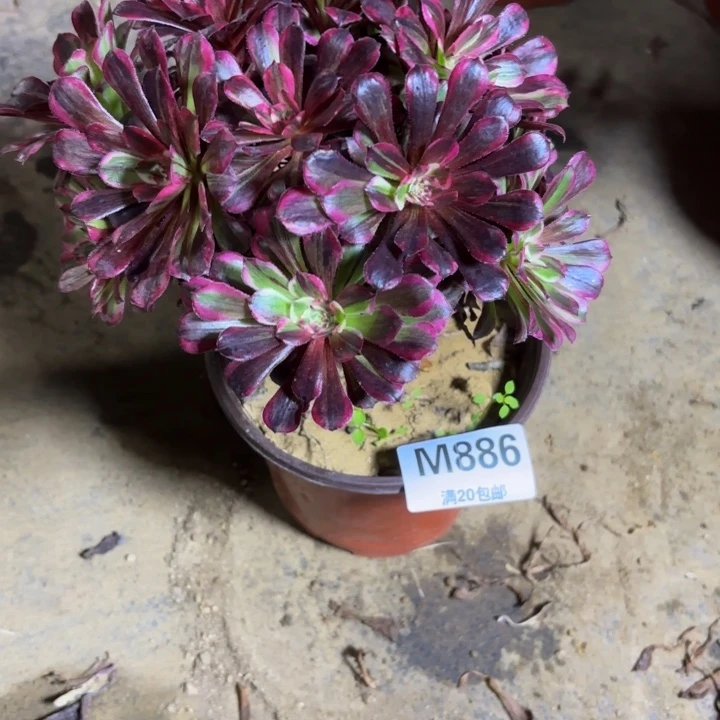 瑞妈，。。。。。。886。同花顺