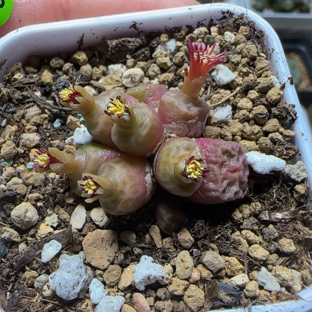 三***糖专拍漂亮多肉植物843