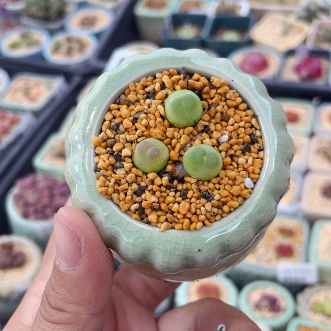 无花朵9218 一物一拍 带盆