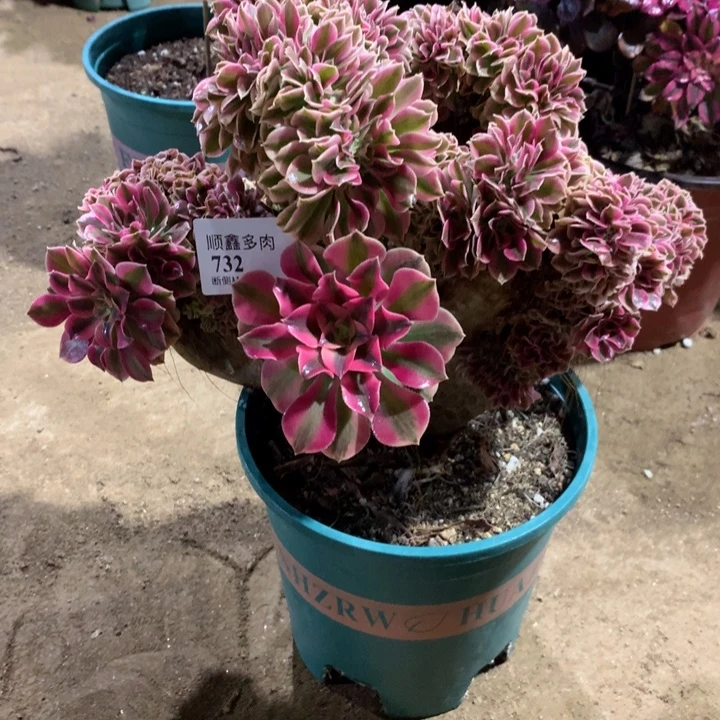 732粉女巫缀多肉植物特价
