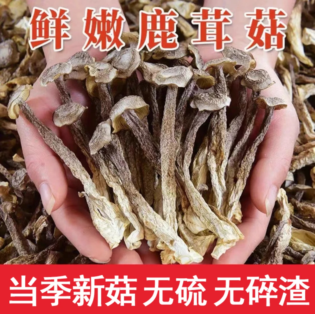 脆爽口（特级鹿茸菇）头茬菇好吃干货煲汤营养价值高佳品