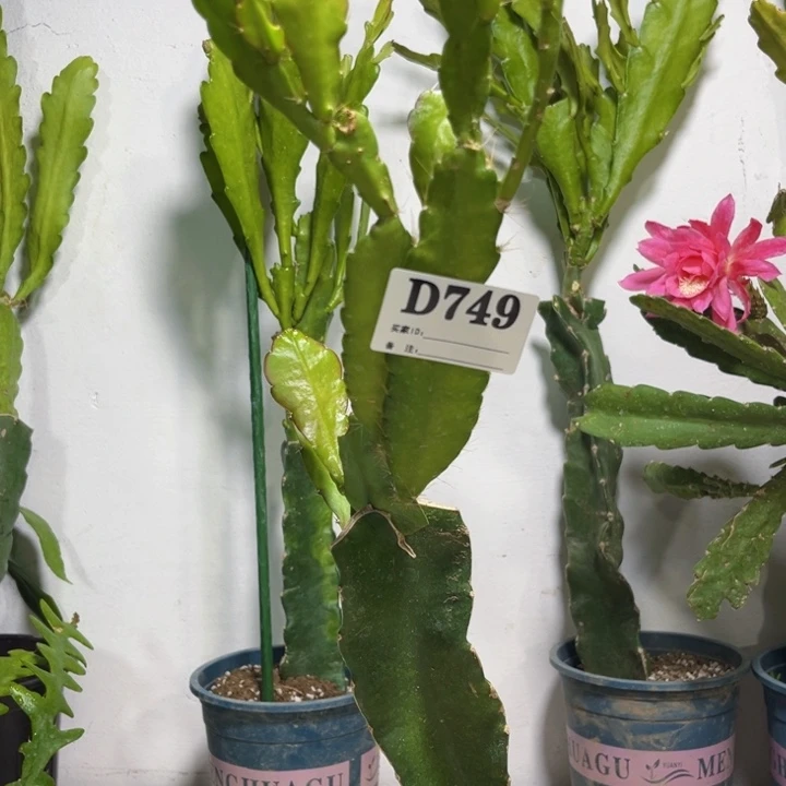 当前无花栽培后可以开花749