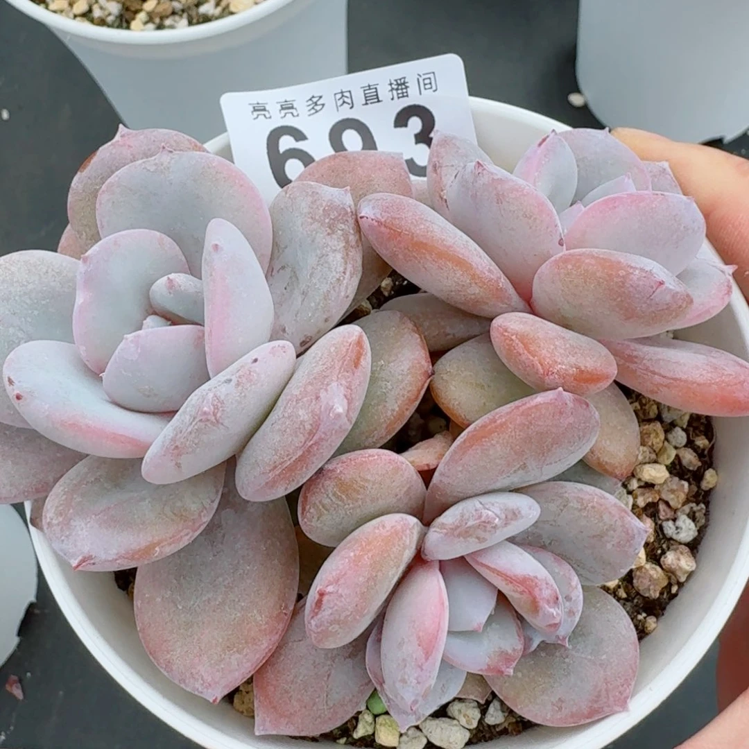 韩版奶茶            精美多肉植物