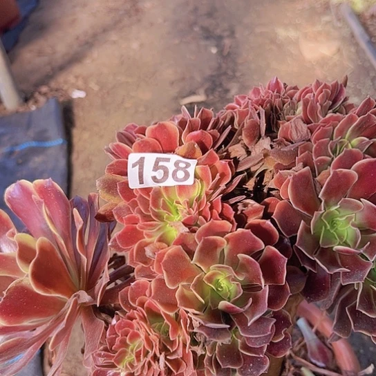 雪***姬多肉植物一个欧嘉莉