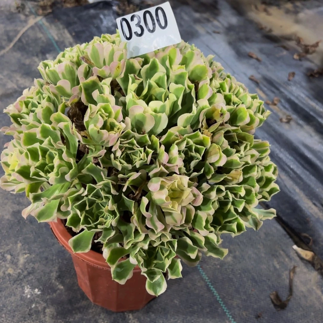 无花朵0300白风11111111