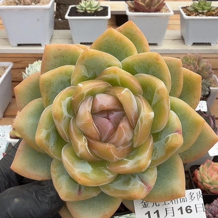 1116-76冰花单头a