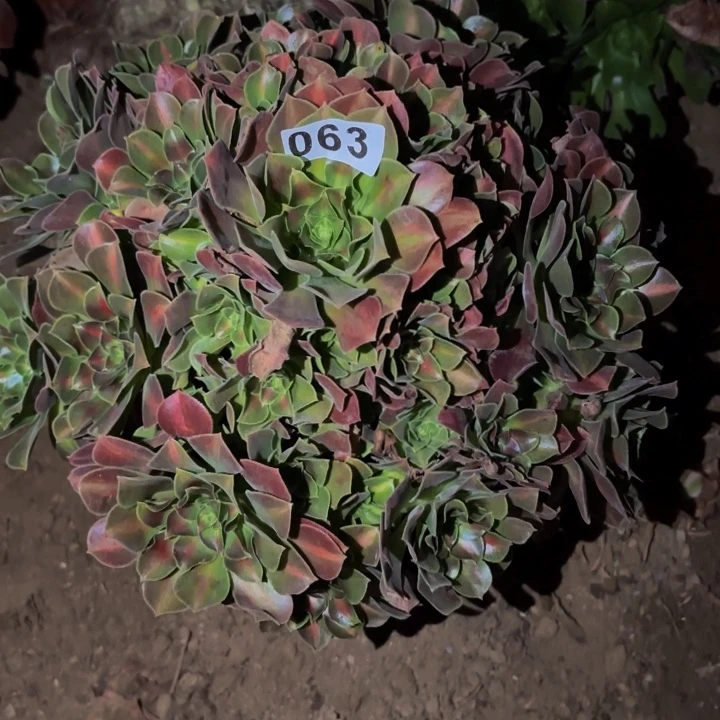 063妖月多肉植物不售后中班