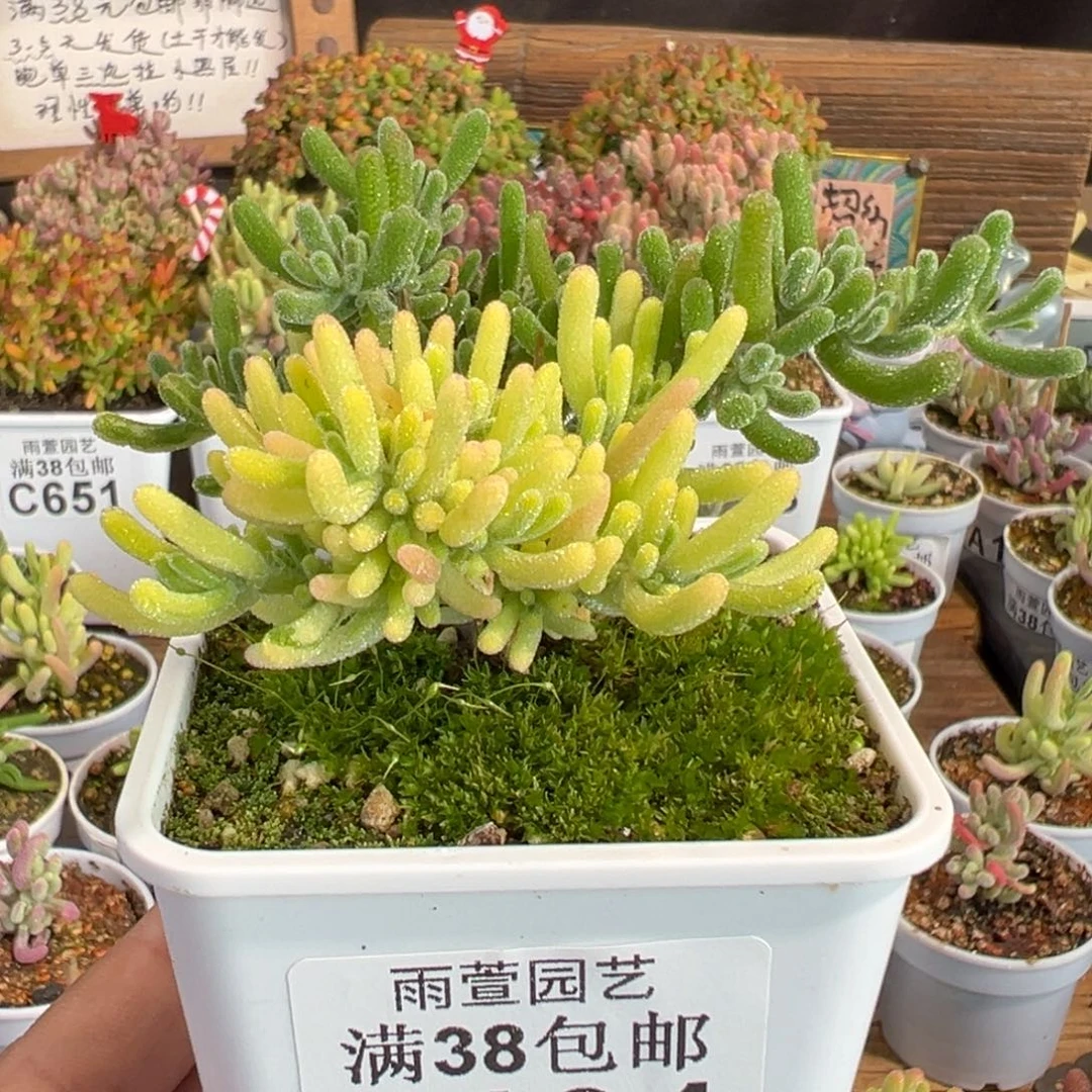 26-191荧光兔阴阳锦七方盆造型老桩