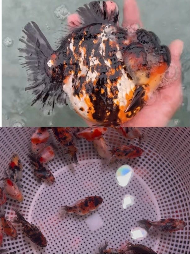 观赏鱼-短尾将军泰狮玛丽金鱼留养苗-以直播间为准