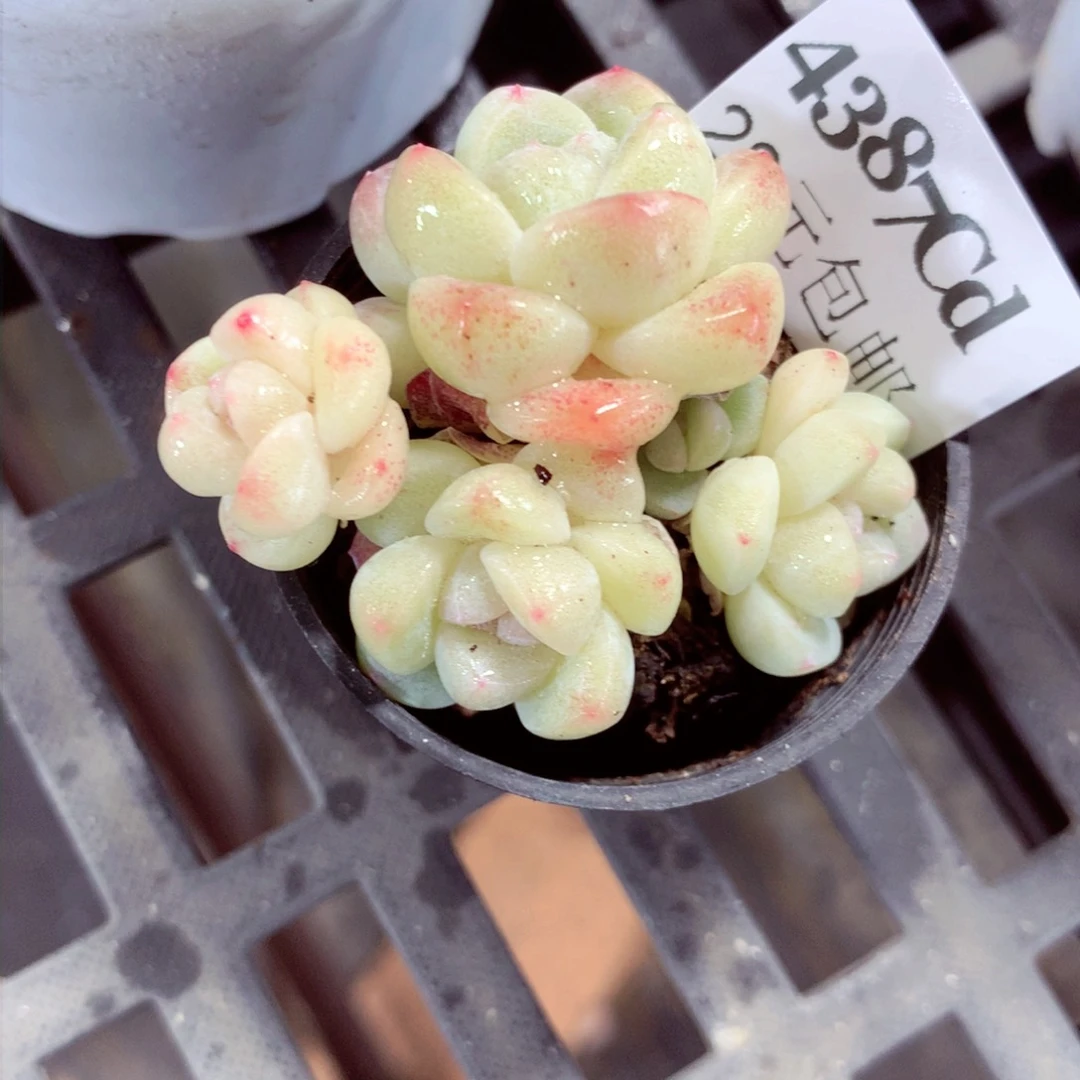 5厘米盆精控多肉4387