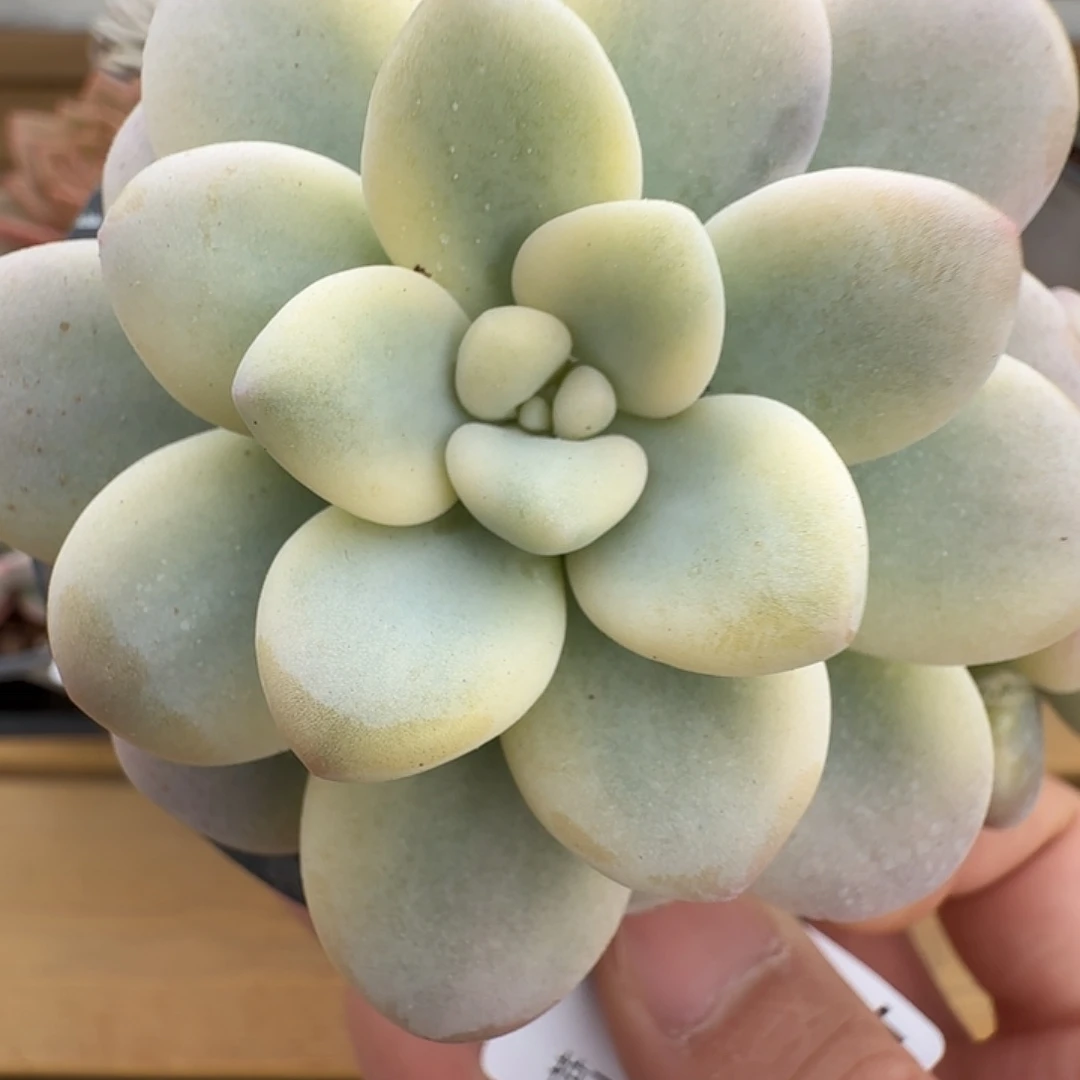 洛神锦11111123-84