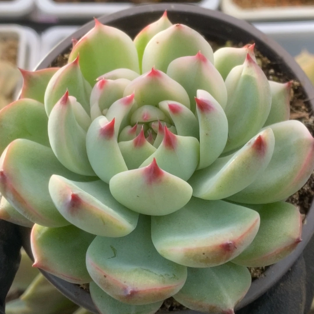 123锦锦锦锦锦锦锦锦
