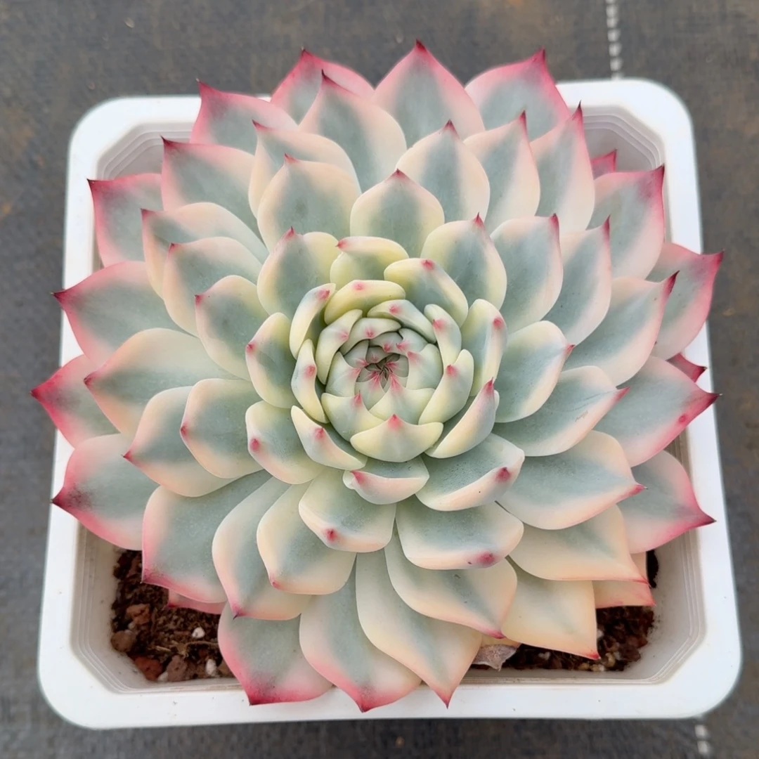 吉娃娃锦锦上园艺一物一拍