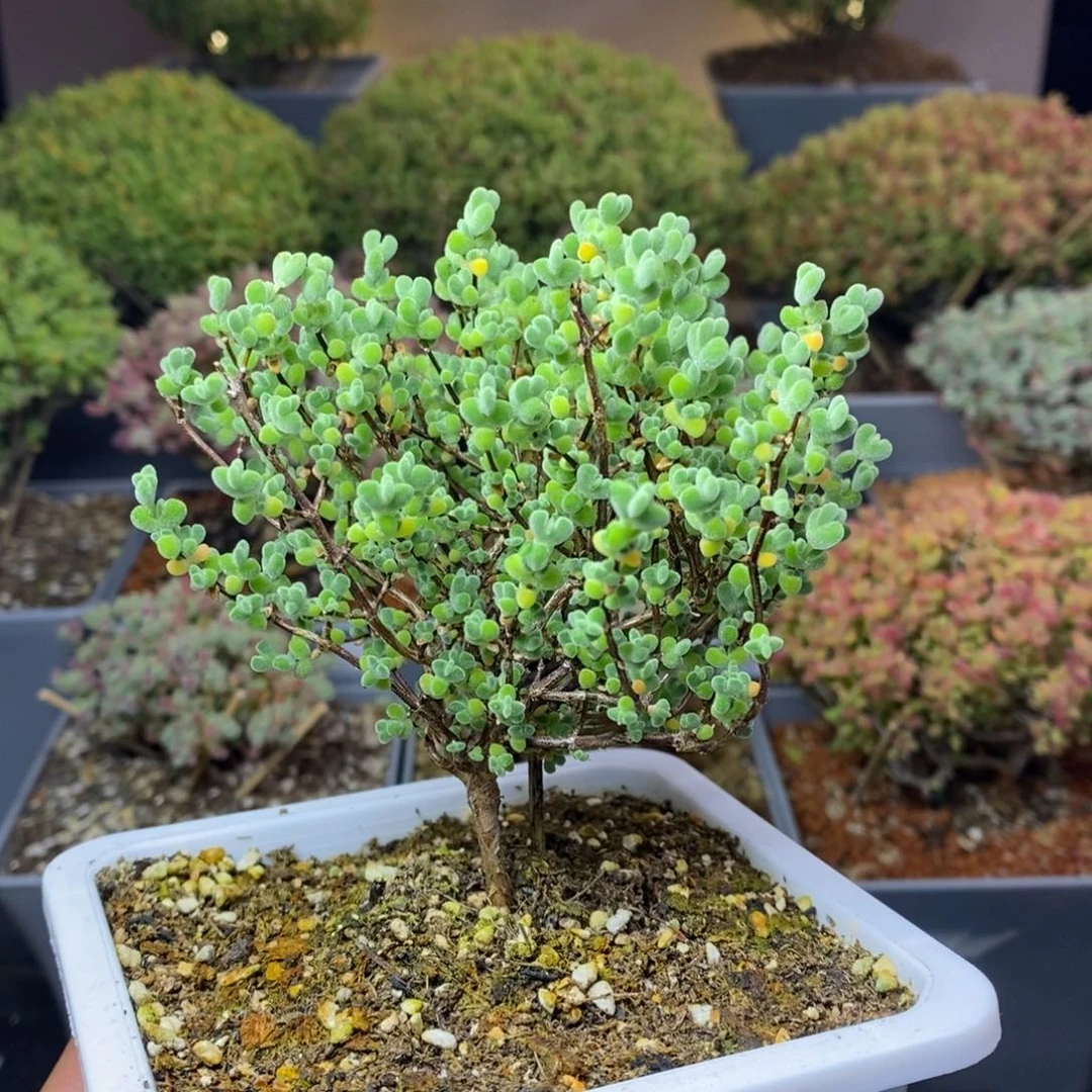 我****.610实生莱斯枝干