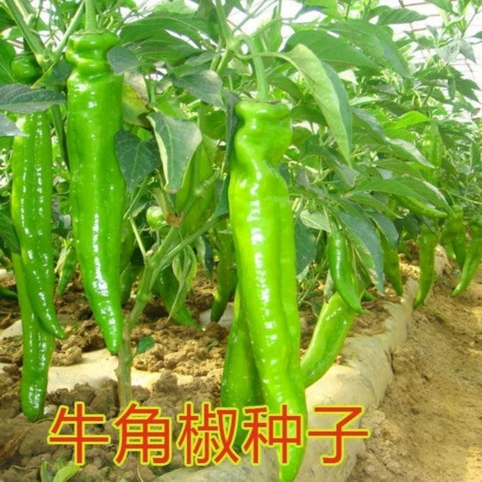 112大禹牛角王一代提纯辣椒种子中早熟