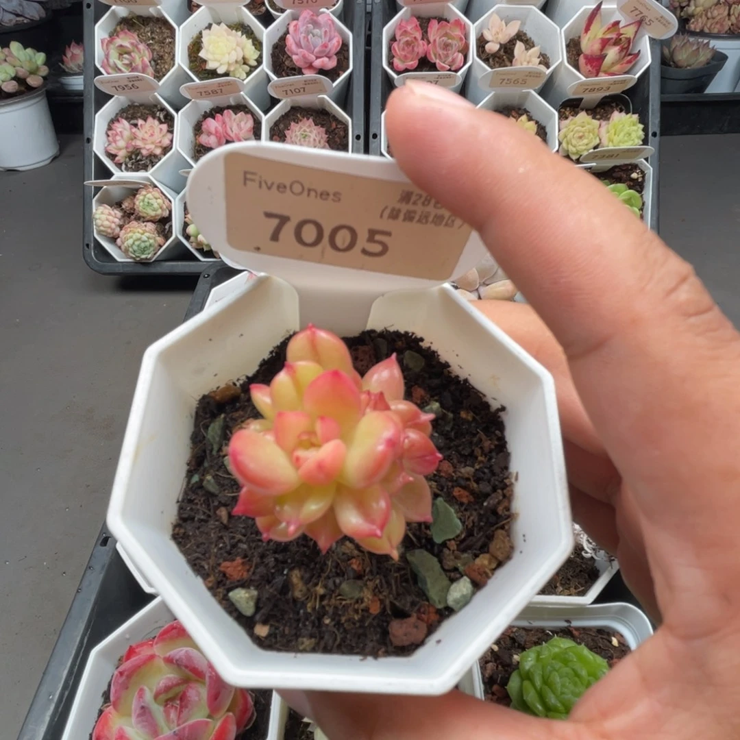 7005苹果花3.5厘米