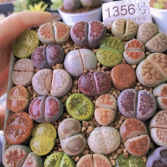 无花朵1356，10厘米盆如图