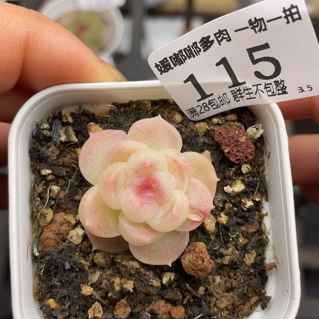 115 3.5一物一拍精品美肉