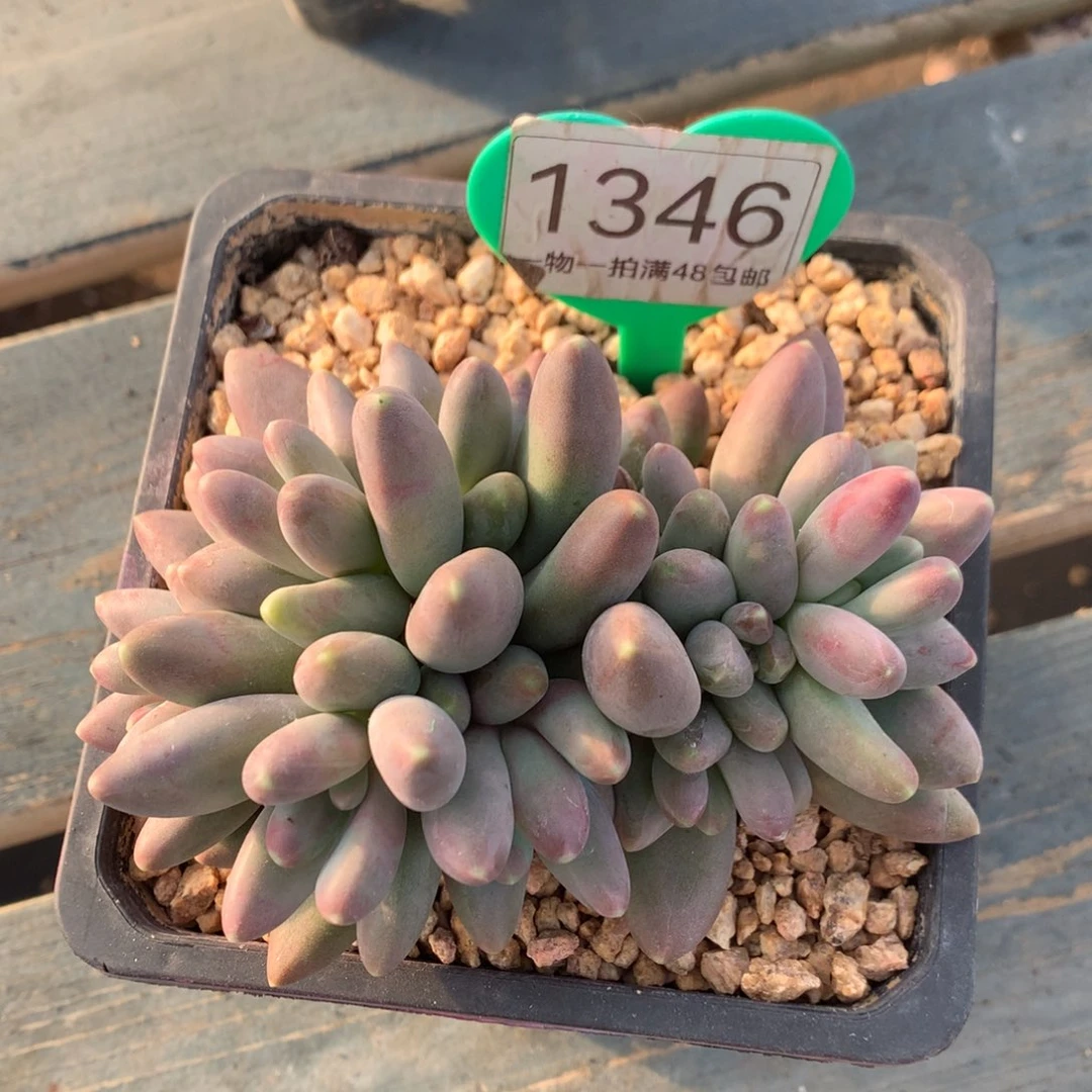 戴蒙得无砍一物一拍1346
