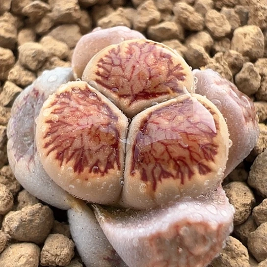 031，红窗菊，菊奔1.2公分福利