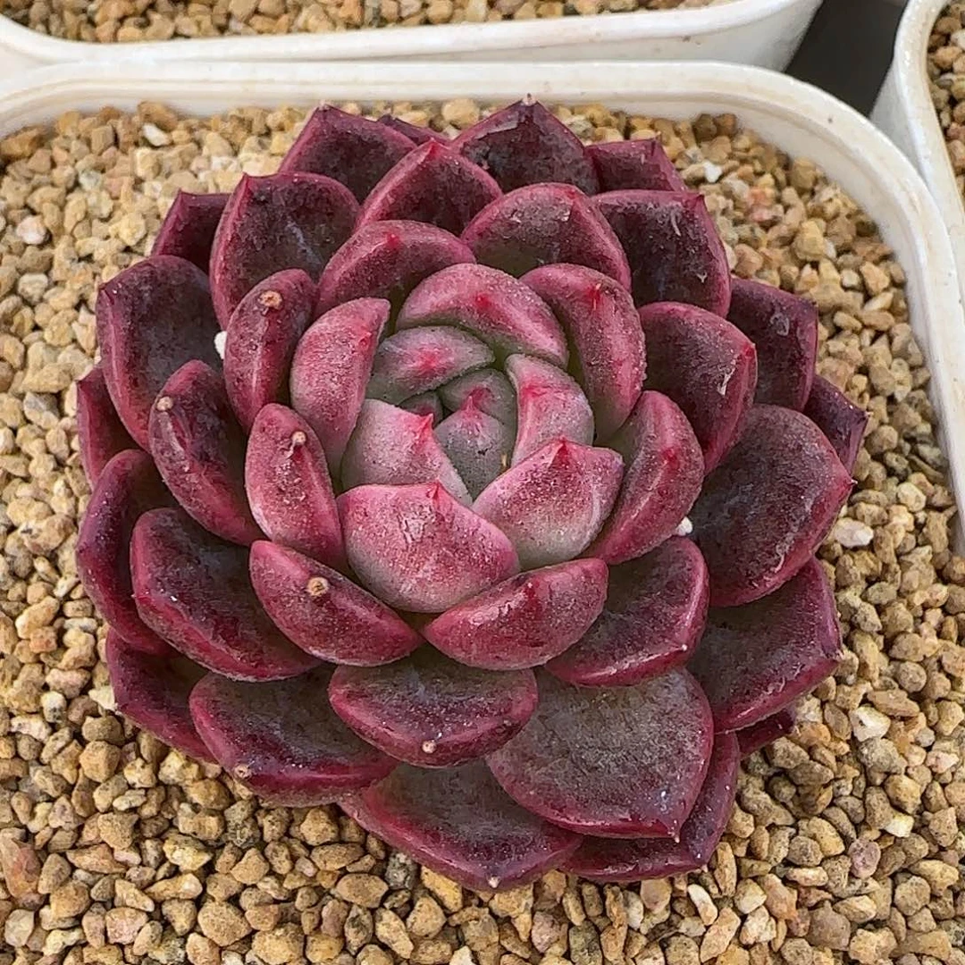 从前慢花园精选0121-春风珍妮