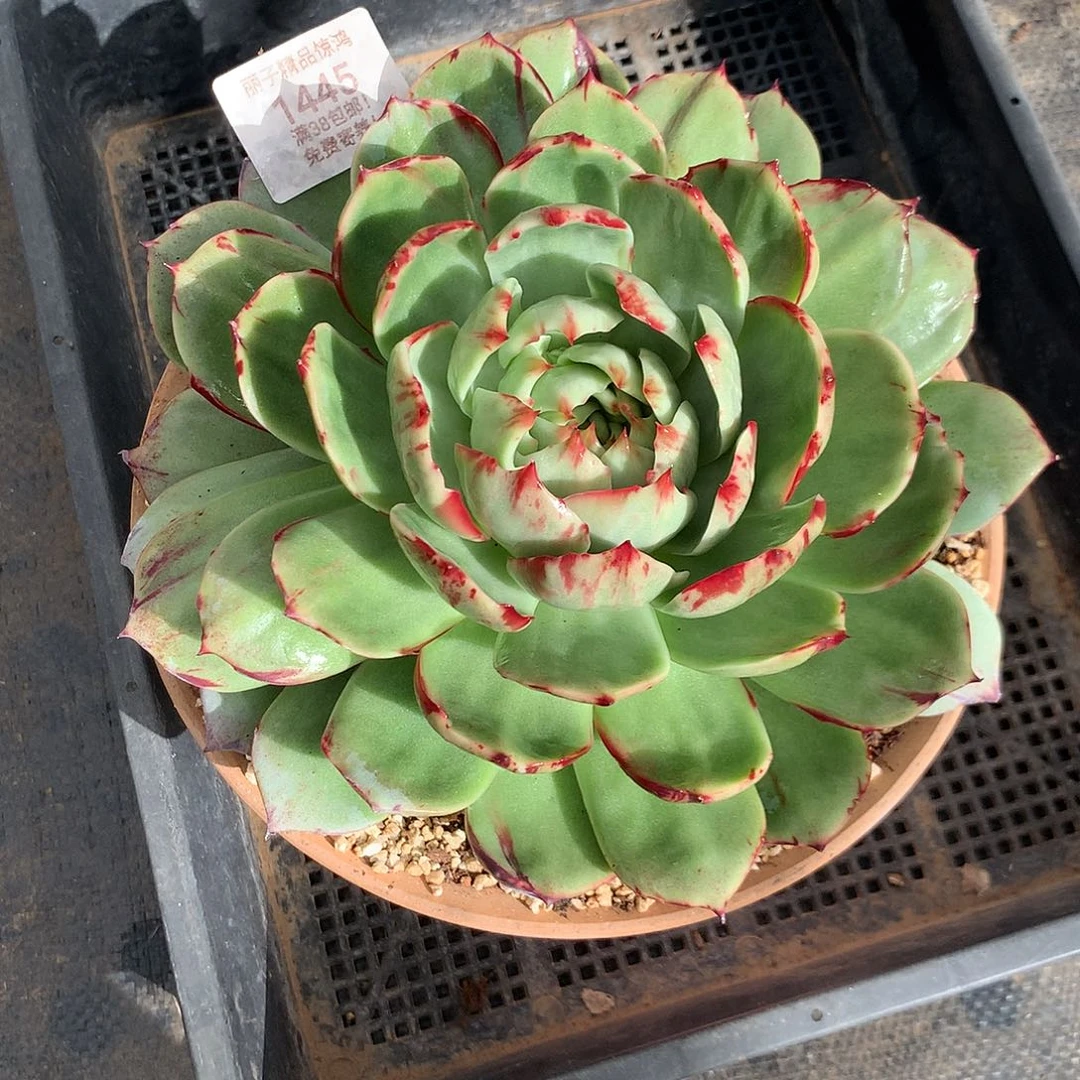 1445，拉丝超绝，20厘米