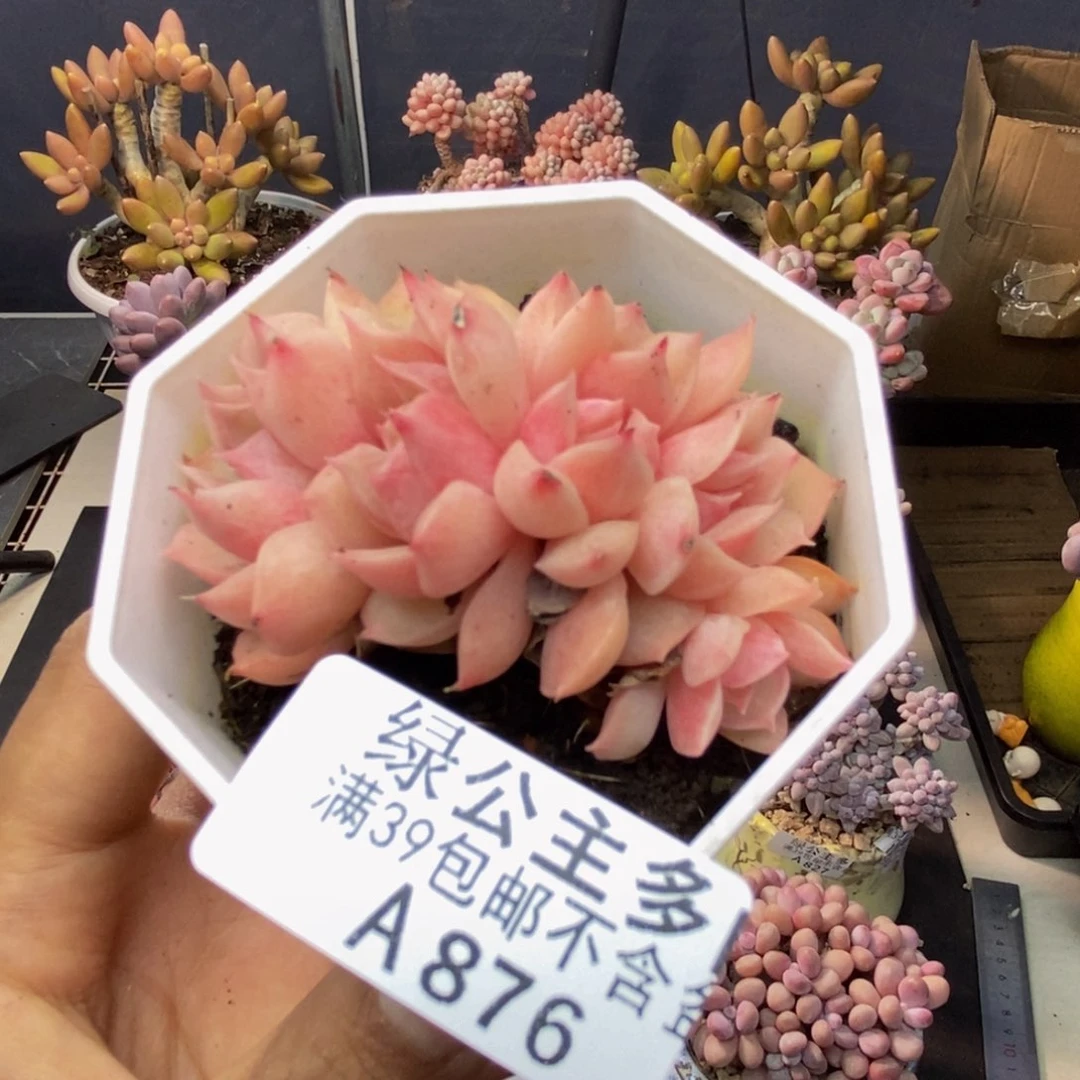 876昂斯诺多肉5c m