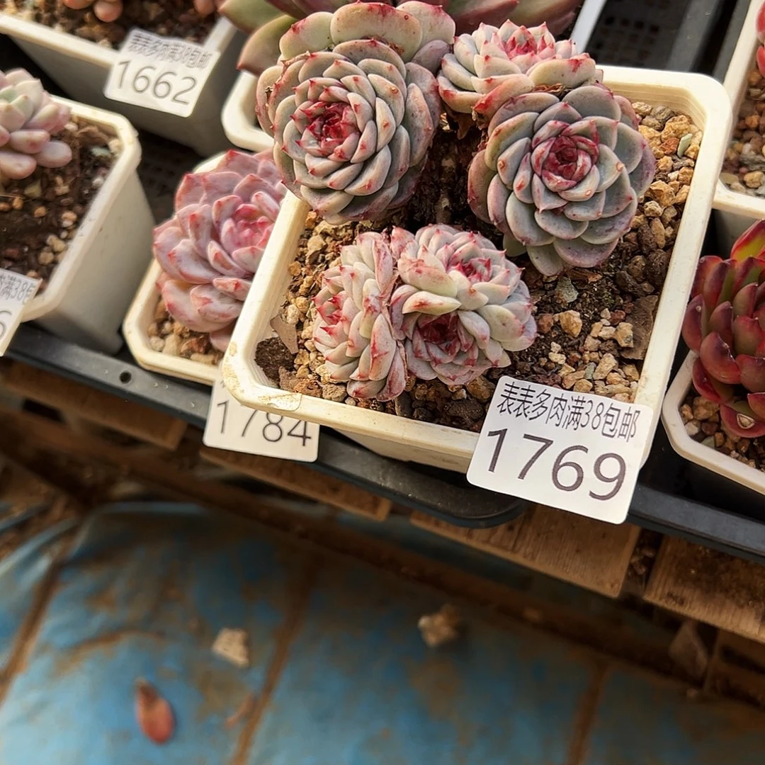 ****无花朵多l肉一物一拍植物1769