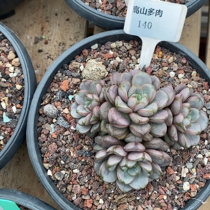 D140- 直播福利 葡萄群生