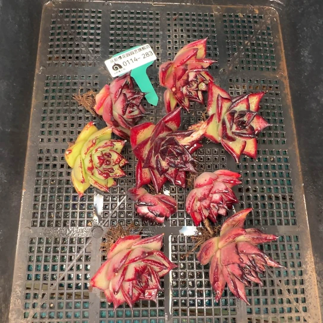 从前慢多肉精选编号0114.283