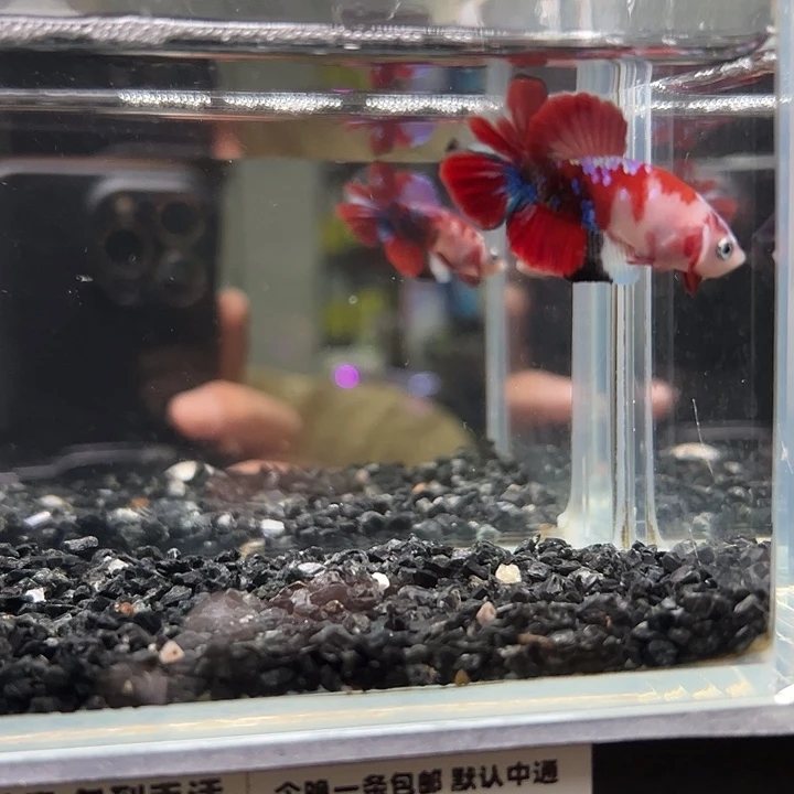 斗鱼竞拍跑单拉黑9日57