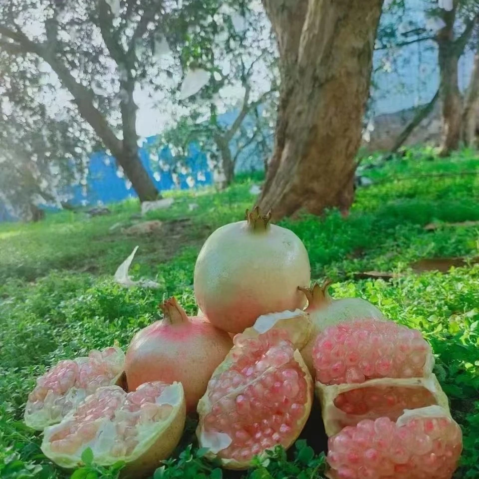云南蒙自老树绿籽水晶石榴新鲜当季现摘现发坏果包赔