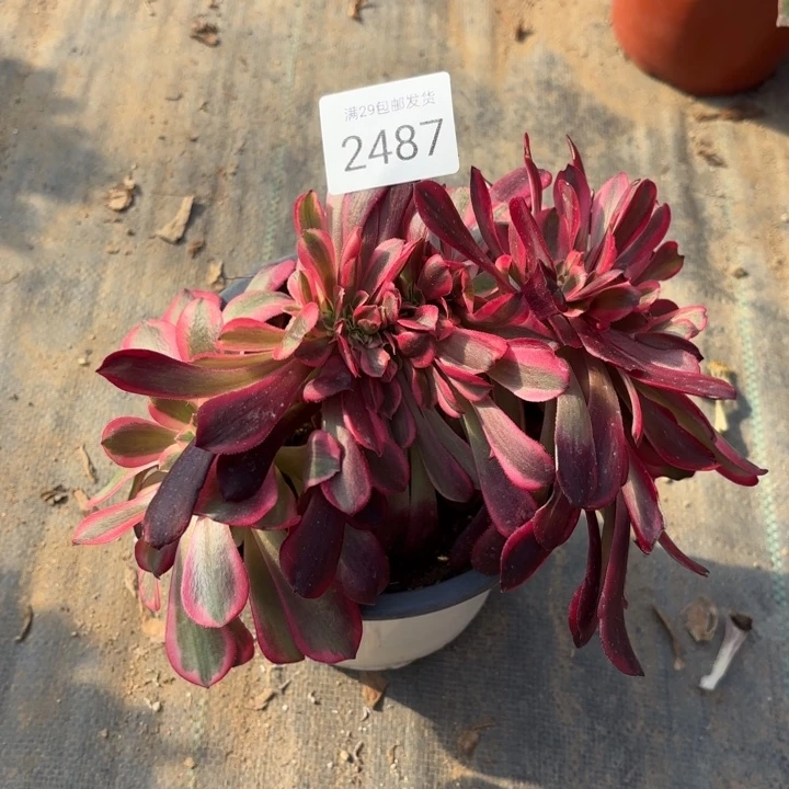 美杜莎坠多肉法师2487