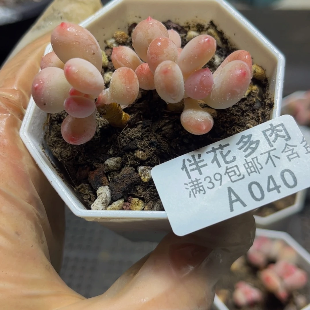 040二代苹果奶5厘米