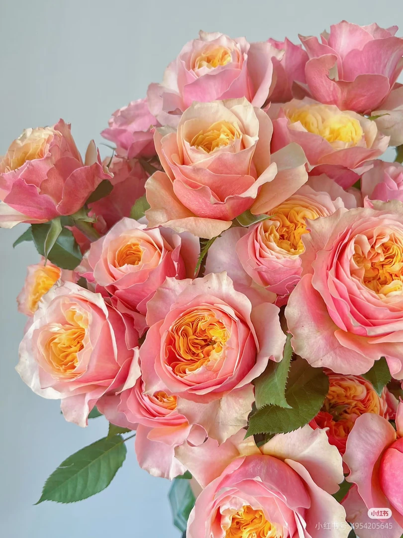 粉蝴蝶10支 两单包邮一单或低温不拍保温冻坏不售后